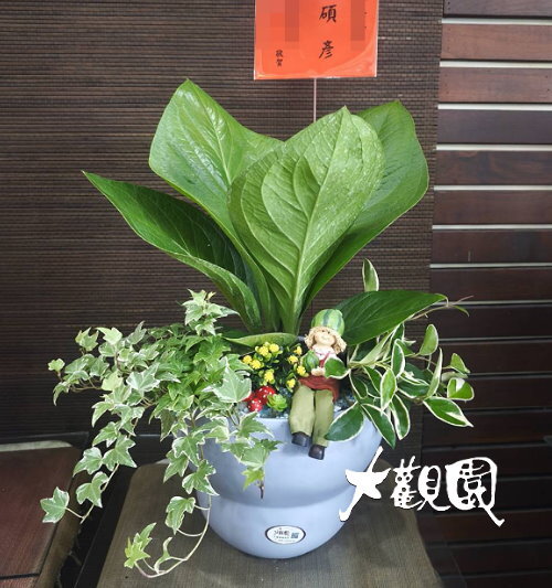 觀葉組合盆栽 喬遷之喜 榮陞誌喜盆栽