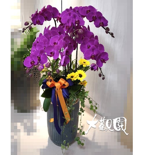 蘭花組合盆栽 招財進寶 喬遷之喜 榮陞誌喜盆栽