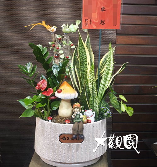 觀葉組合盆栽 喬遷之喜 榮陞誌喜盆栽