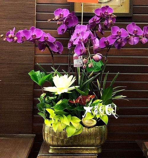 蘭花組合盆栽 招財進寶 喬遷之喜 榮陞誌喜盆栽