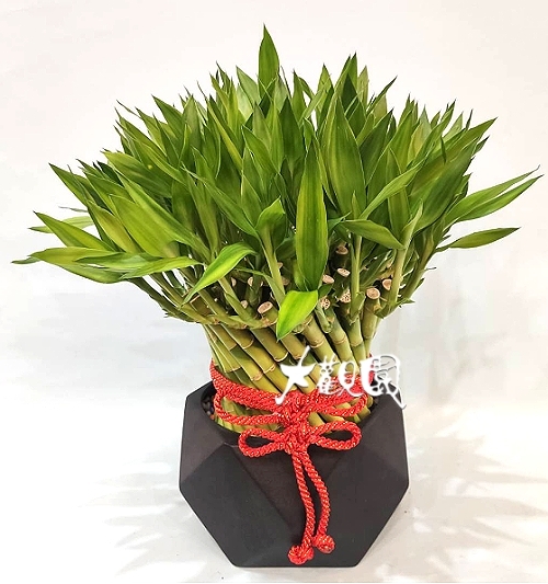 好運連連 送禮盆栽 開運竹盆栽 開運盆栽 致賀盆栽