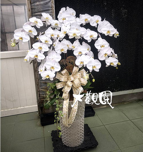 蘭花組合盆栽 弔唁花禮 追思高貴蘭花