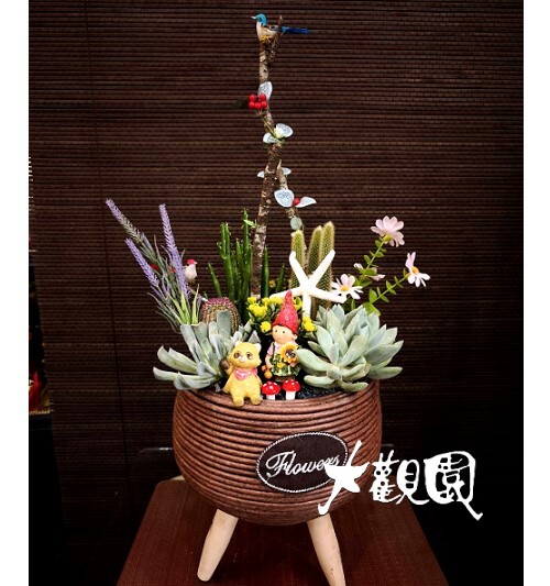 多肉植物 辦公室 療癒盆栽 祝賀盆栽