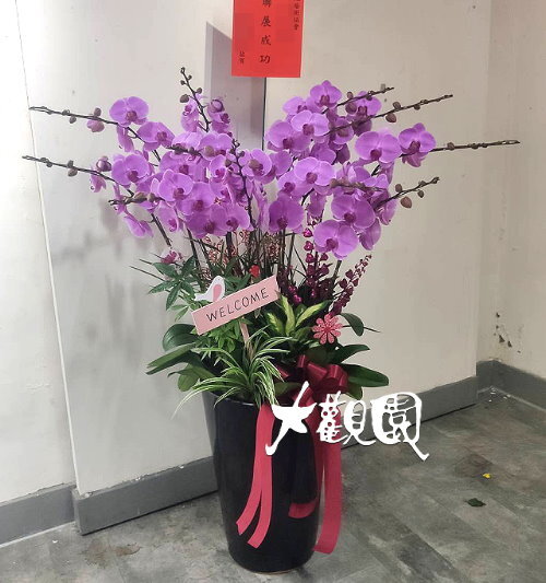 蘭花組合盆栽 招財進寶 喬遷之喜 榮陞誌喜盆栽